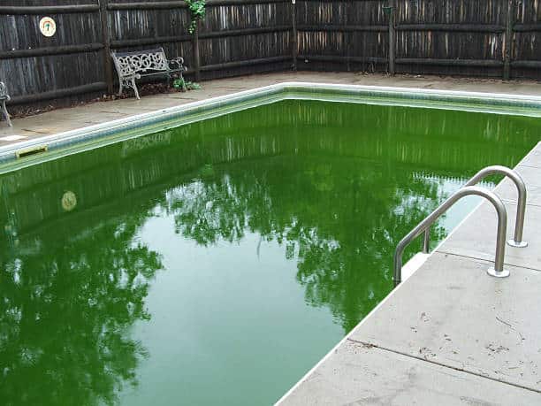 A backyard pool with algae making the water green.
