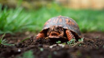How Long Does a Turtle Sleep