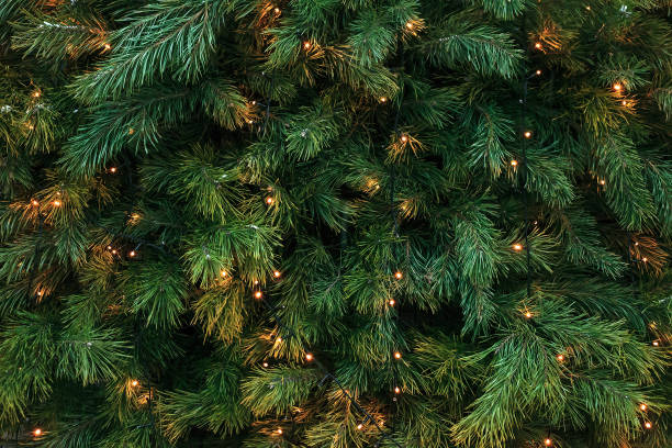 Pattern with green branches with pine needles illuminated. Texture of coniferous tree decorated garlands lights. Christmas holidays backdrop soft focus