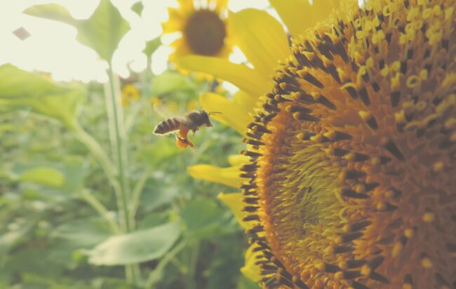 time lapse photography of flying bee near sunflower
