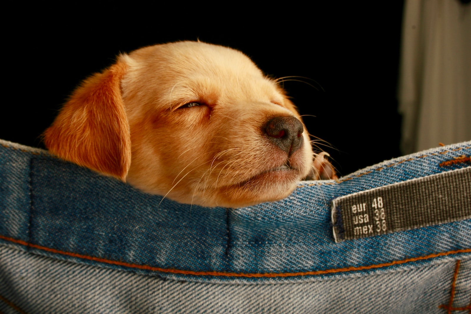 How Long Does a Dog Sleep?