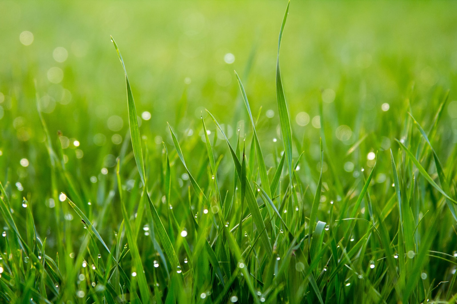 How Long Does It Take for Grass to Dry? Essential Factors and Tips to Know