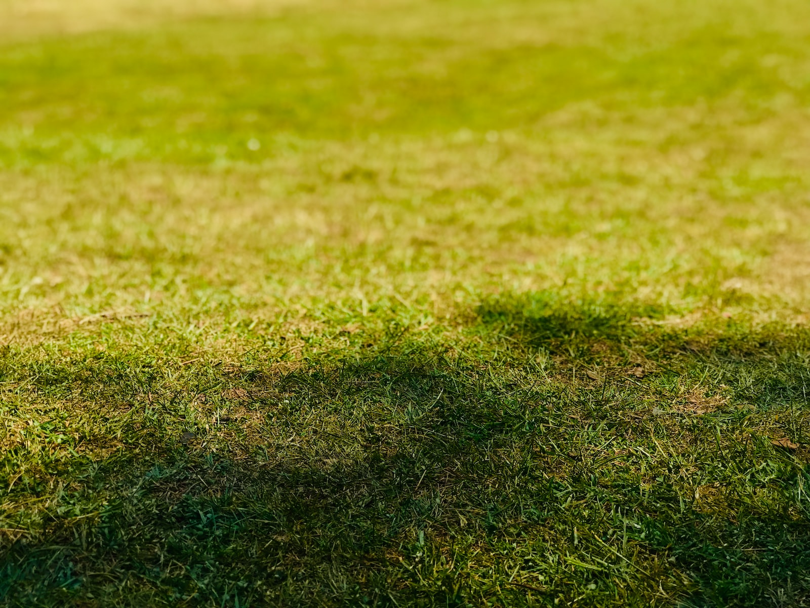 How Long Can Grass Go Without Water? A Comprehensive Guide to Lawn Resilience