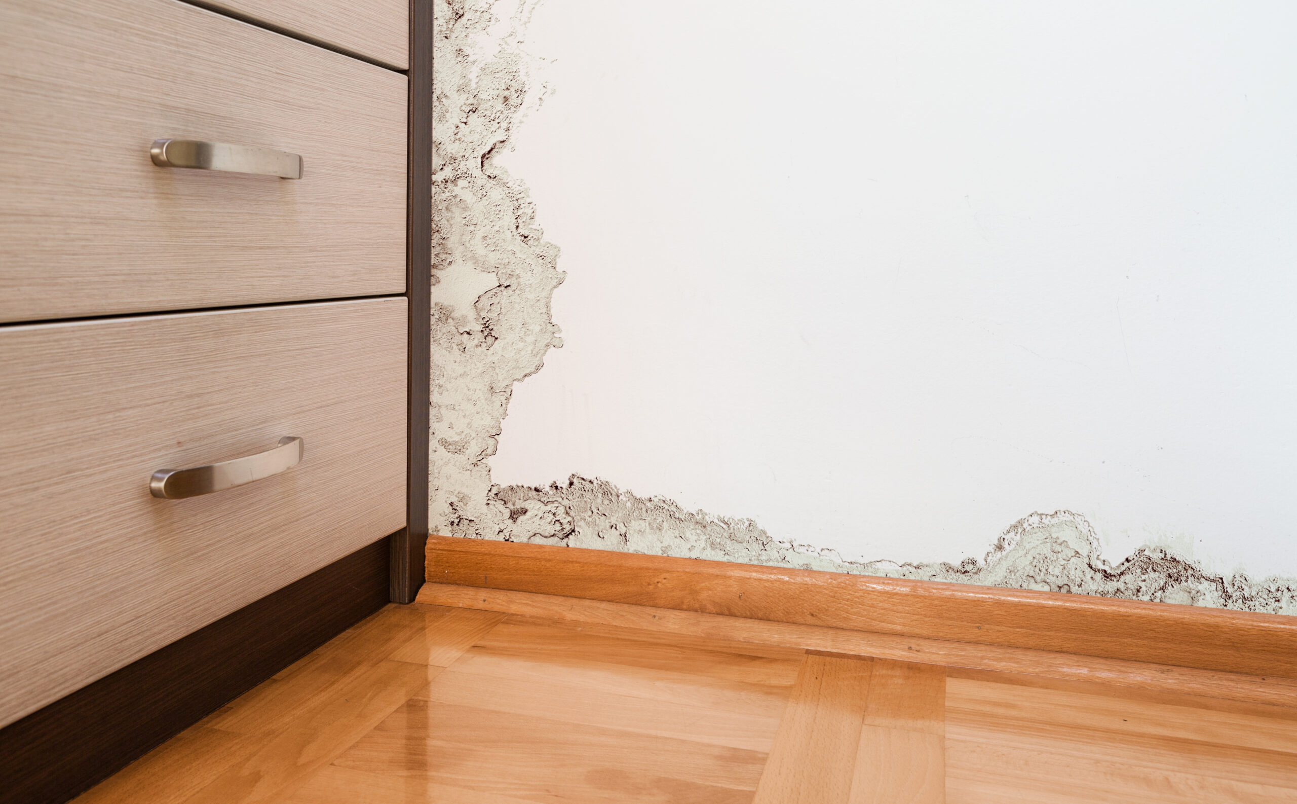 How Long Does It Take for Mold Development from Water Damage?